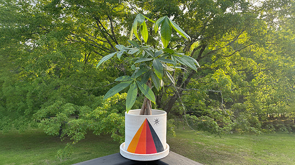MAY 2023: PLANT & PLANTER SALE with GRDN BKLYN