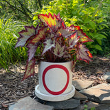 Planter: Endless Knot / Oroboro Red
