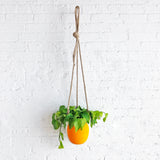 Planter Hanging: Full Moon Marigold