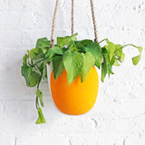 Planter Hanging: Full Moon Marigold