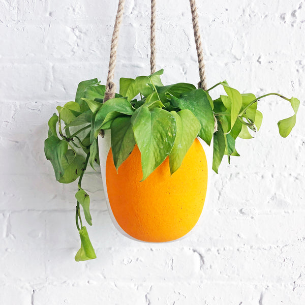 Planter Hanging: Full Moon Marigold