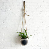 Planter Hanging: New Eye Indigo